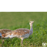 گونه میش مرغ Great Bustard